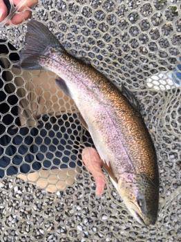 フィッシング サンクチュアリ 釣果