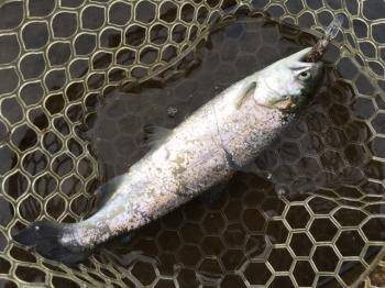 フィッシング サンクチュアリ 釣果