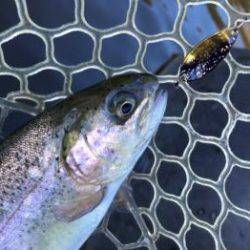 フィッシング サンクチュアリ 釣果