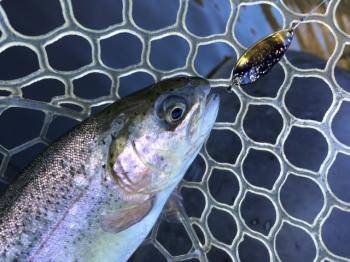 フィッシング サンクチュアリ 釣果