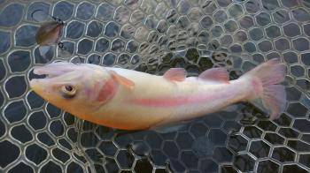 フィッシング サンクチュアリ 釣果