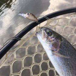 フィッシング サンクチュアリ 釣果