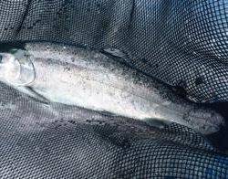 フィッシング サンクチュアリ 釣果