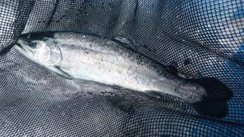 フィッシング サンクチュアリ 釣果