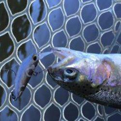 フィッシング サンクチュアリ 釣果