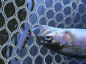 フィッシング サンクチュアリ 釣果