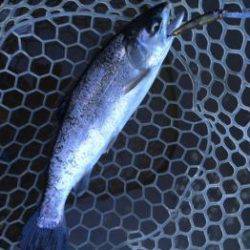 フィッシング サンクチュアリ 釣果