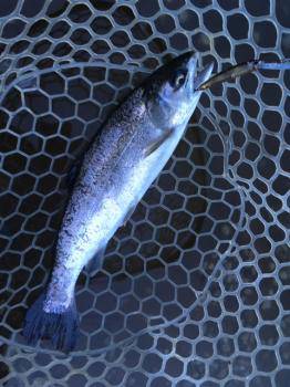 フィッシング サンクチュアリ 釣果