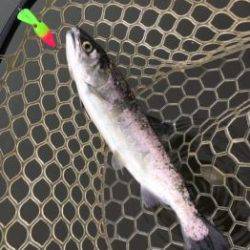 フィッシング サンクチュアリ 釣果