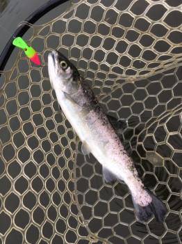 フィッシング サンクチュアリ 釣果