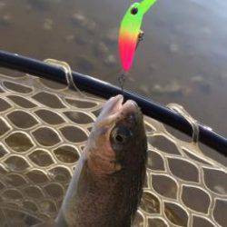 フィッシング サンクチュアリ 釣果