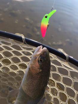 フィッシング サンクチュアリ 釣果