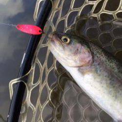 フィッシング サンクチュアリ 釣果