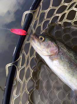 フィッシング サンクチュアリ 釣果