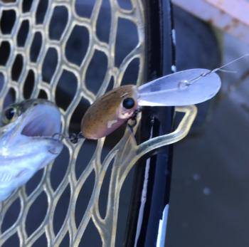 フィッシング サンクチュアリ 釣果