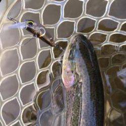 フィッシング サンクチュアリ 釣果