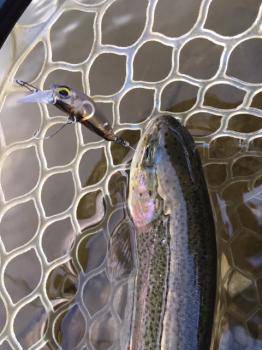 フィッシング サンクチュアリ 釣果