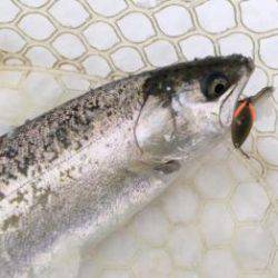 フィッシング サンクチュアリ 釣果