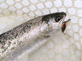 フィッシング サンクチュアリ 釣果