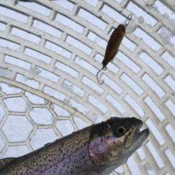 フィッシング サンクチュアリ 釣果