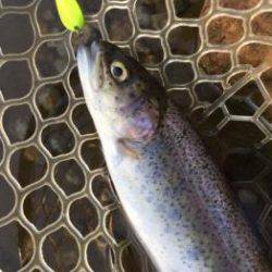 フィッシング サンクチュアリ 釣果