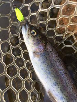 フィッシング サンクチュアリ 釣果