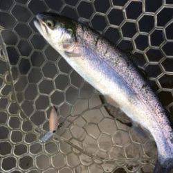 フィッシング サンクチュアリ 釣果