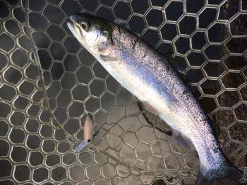 フィッシング サンクチュアリ 釣果