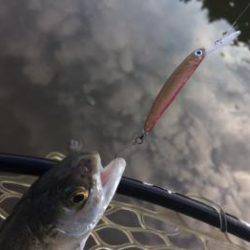 フィッシング サンクチュアリ 釣果