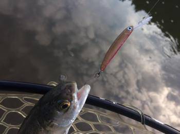 フィッシング サンクチュアリ 釣果