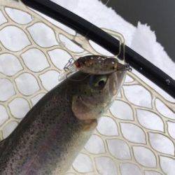 フィッシング サンクチュアリ 釣果