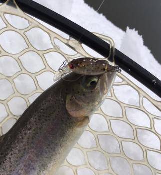 フィッシング サンクチュアリ 釣果