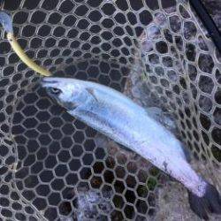 フィッシング サンクチュアリ 釣果