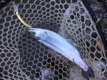 フィッシング サンクチュアリ 釣果