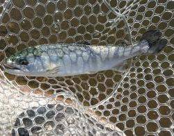 フィッシング サンクチュアリ 釣果