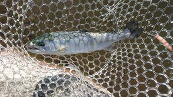 フィッシング サンクチュアリ 釣果