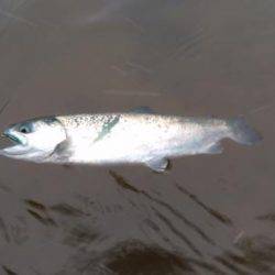 フィッシング サンクチュアリ 釣果