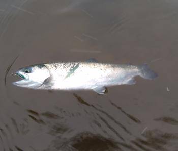 フィッシング サンクチュアリ 釣果