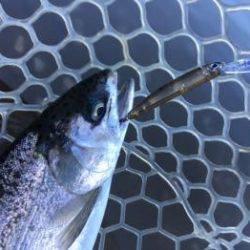 フィッシング サンクチュアリ 釣果