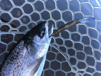 フィッシング サンクチュアリ 釣果