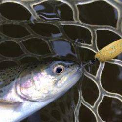 フィッシング サンクチュアリ 釣果