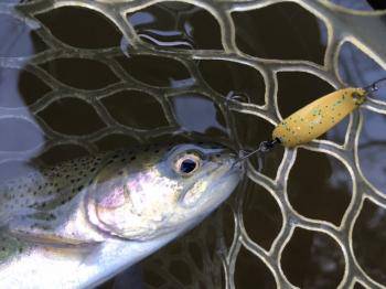 フィッシング サンクチュアリ 釣果