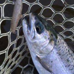 フィッシング サンクチュアリ 釣果