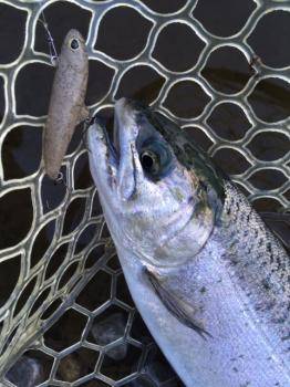 フィッシング サンクチュアリ 釣果