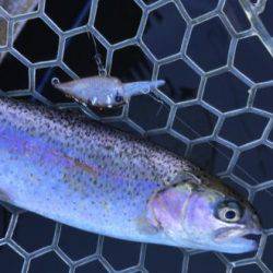 フィッシング サンクチュアリ 釣果