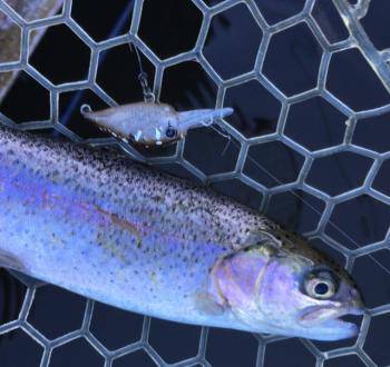 フィッシング サンクチュアリ 釣果