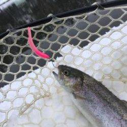 フィッシング サンクチュアリ 釣果