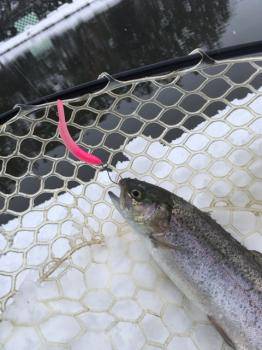 フィッシング サンクチュアリ 釣果