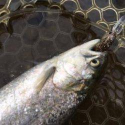 フィッシング サンクチュアリ 釣果