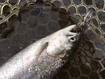 フィッシング サンクチュアリ 釣果